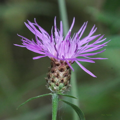 Centaurea