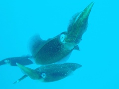 Sepioteuthis sepioidea