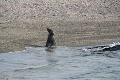 Otariidae