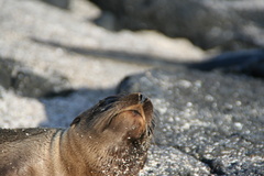 Otariidae