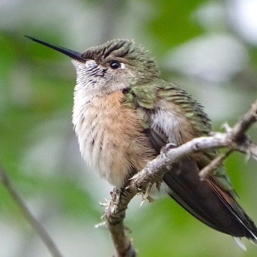 Calliope Hummingbird photographed in Colorado