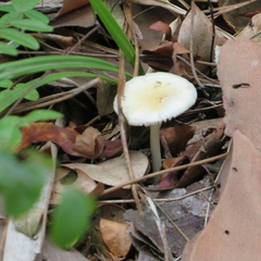 Limacella
