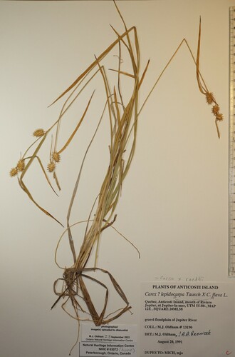 Carex X ruedtii