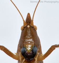 Pyrgocorypha uncinata