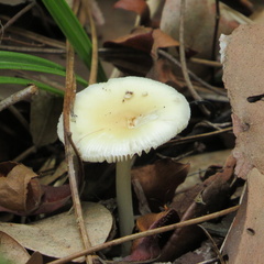 Limacella