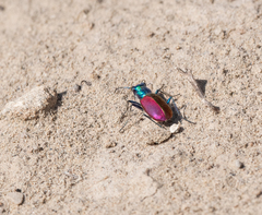 Cicindela scutellaris