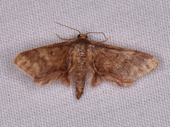 Idaea furciferata