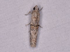 Zamagiria australella