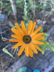 Dimorphotheca sinuata