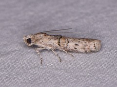Zamagiria australella