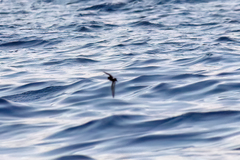 Hydrobates pelagicus