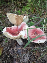 Russula sanguinea
