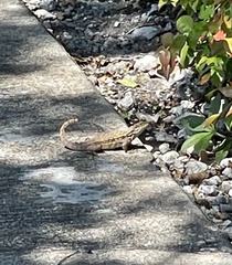 Leiocephalus carinatus