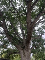 Quercus alba