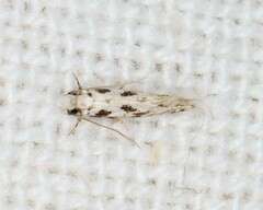 Nemapogon nevadella
