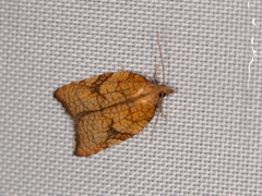 Acleris rhombana