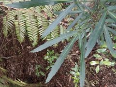 Pseudopanax crassifolius × lessonii