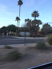 Washingtonia robusta