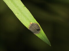 Asteromyia euthamiae