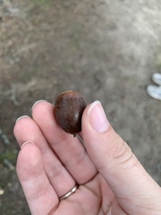 Quercus alba