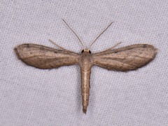 Euacidalia brownsvillea