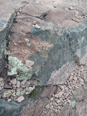 Xanthoparmelia cumberlandia