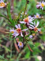 Tripolium pannonicum