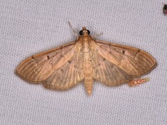 Herpetogramma bipunctalis