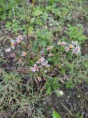 Tripolium pannonicum