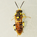 Macrophya succincta - Photo (c) Bill Keim,  זכויות יוצרים חלקיות (CC BY)