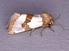 Schinia chrysellus