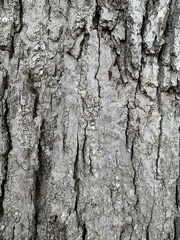 Quercus alba