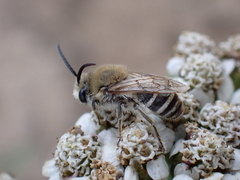 Colletes