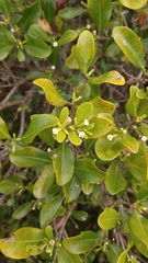 Cordiera elliptica