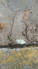 Ascia monuste monuste