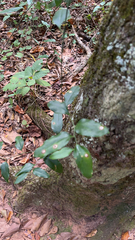 Smilax smallii