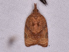 Platynota flavedana