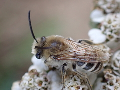 Colletes