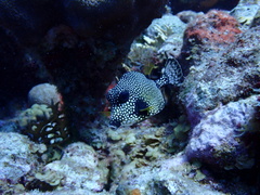 Lactophrys triqueter