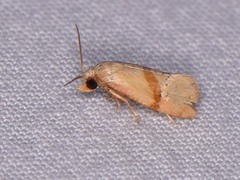Cochylis caulocatax