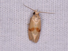 Cochylis caulocatax