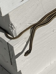 Thamnophis saurita saurita