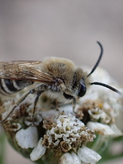 Colletes