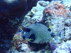 Lactophrys triqueter