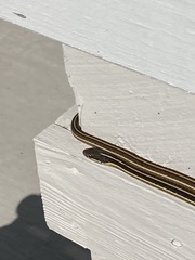 Thamnophis saurita saurita