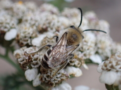 Colletes