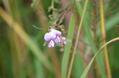Desmodium illinoense