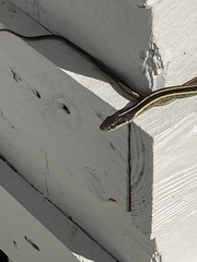 Thamnophis saurita saurita