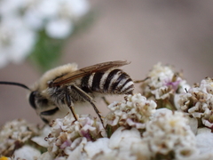 Colletes