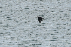 Haematopus fuliginosus